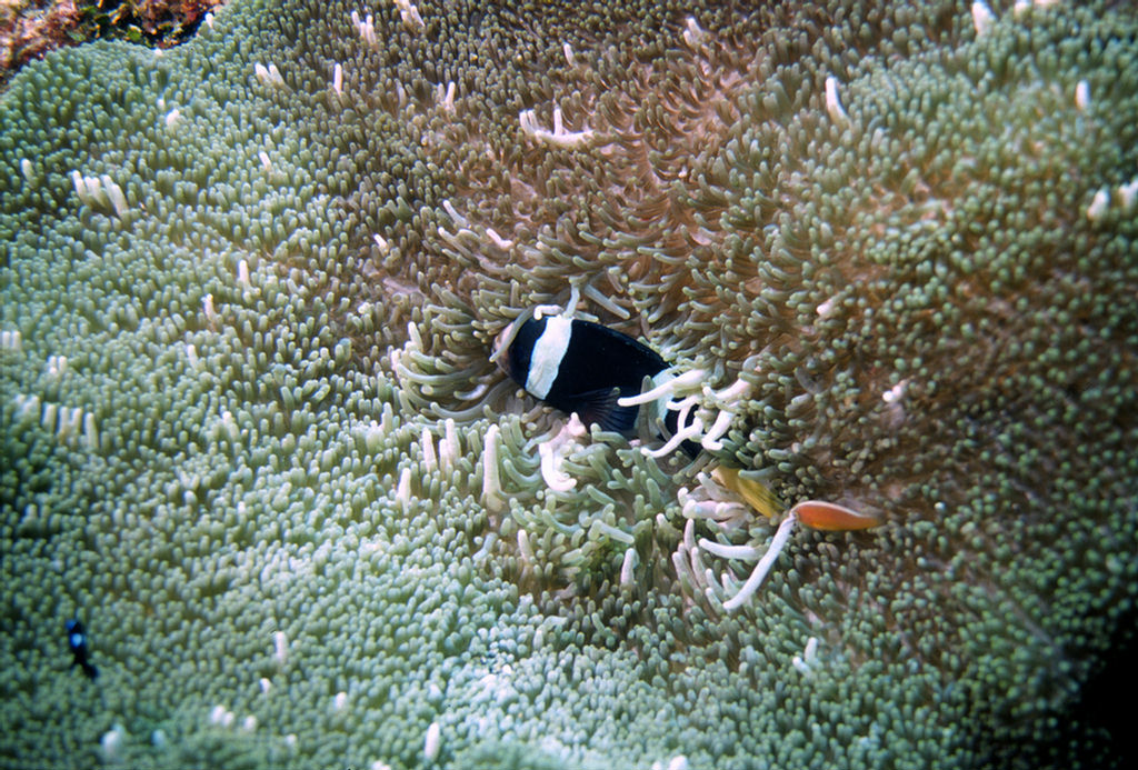 Amphiprion clarkii (Pesce pagliaccio di Clark)